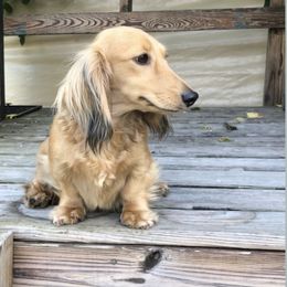 Nala - Dachshund