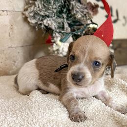 Cody - Fawn (isabella) and tan male Dachshund puppy in Marvell, Arkansas from Hat Creek Kennel
