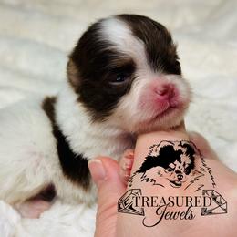 Pomeranian Puppies from Treasured Jewels Pomeranians