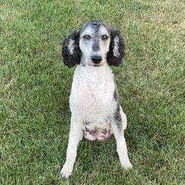 Poodles from Country Breeze Poodles