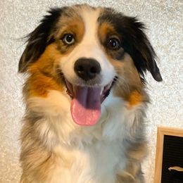 Ethel - Miniature Australian Shepherd