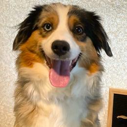 Ethel - Miniature Australian Shepherd