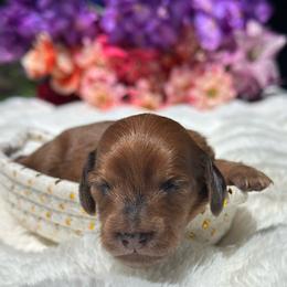 Dahlia Long hair - Dapple female Dachshund puppy in Lakeland, Florida from Elite Doxies Florida