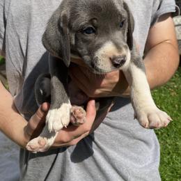 Mountain Cur Puppies from Walnut Ridge Mountain Curs