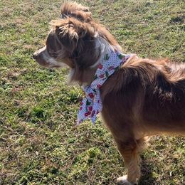 Nelli - Miniature Australian Shepherd