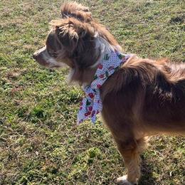 Nelli - Miniature Australian Shepherd