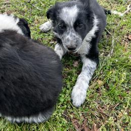 Border Collie Puppies from Roaring River Border Collies