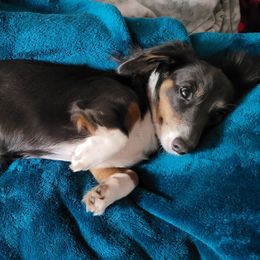 Cheesecake - Dachshund