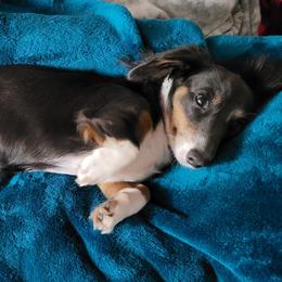 Cheesecake - Dachshund
