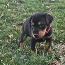 Ariel - Black and rust female Doberman Pinscher puppy in Midlothian, Virginia from Morgan Doberman Kennel