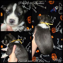 Kit Kat - Black and white male Siberian Husky puppy in Bloomfield, Indiana from Paiges lil huskies