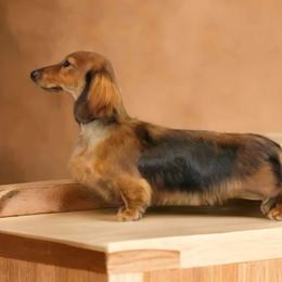 Dachshund Puppies from EntityDachs