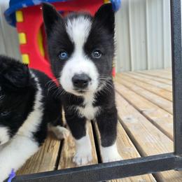 Erie - Black and white female Siberian Husky puppy in Addison, Michigan from Gray Run Siberian Huskies
