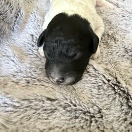 Black and white - Parti male Goldendoodle puppy in Mc Cutchenville, Ohio from Dawn's Doodles