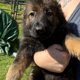 Claudette - Sable female German Shepherd puppy in Winterport, Maine from Vom Stevens Old Fashioned German Shepherds