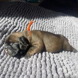 Theo red fawn  from ofa'd parents - Fawn male French Bulldog puppy in Billings, Montana from Montana Made Frenchies