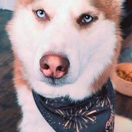 Achilles - Siberian Husky