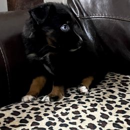 Miniature Australian Shepherd and Toy Australian Shepherd Puppies from Triple J Aussies