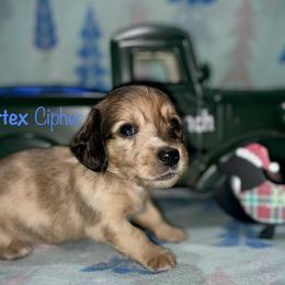 Vortex Cipher - Dapple male Dachshund puppy in Cadillac, Michigan from Winzig Ranch