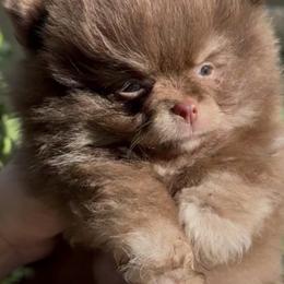 Miso - Chocolate and tan male Pomeranian puppy in Visalia, California from Exotic_fresita_poms