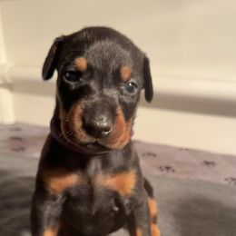 Dark Purple Collar Female - Black and rust female Doberman Pinscher puppy in Fostoria, Michigan from Jensen Dobermans and Dachshunds
