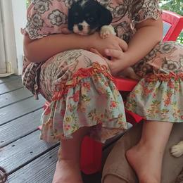 Lincoln - Tri-color male Cavalier King Charles Spaniel puppy in Villa Rica, Georgia from Georgia Alabama Cavaliers