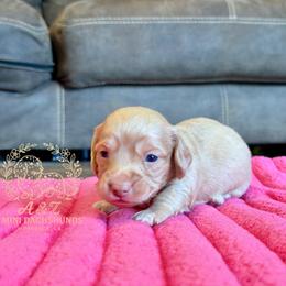 Teddy - Cream male Dachshund puppy in Hornbeck, Louisiana from A&Z Mini Dachshunds
