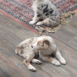 Australian Shepherd Puppies from Winter River Farms Australian Shepherds