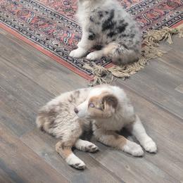 Australian Shepherd Puppies from Winter River Farms Australian Shepherds