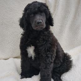 Oak (boy) - White Collar - Black male Poodle puppy in Tullahoma, Tennessee from Peaceful Valley Poodles
