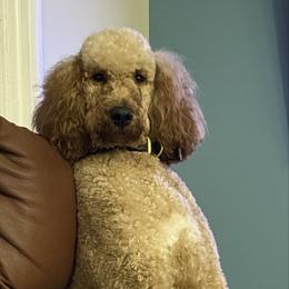Bougie - Poodle