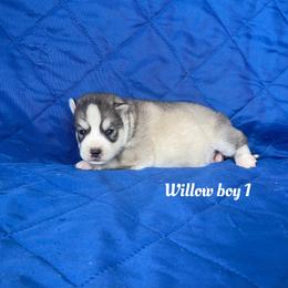 Willow boy 1 - Gray and white male Siberian Husky puppy in Ocala, Florida from Florida Husky Puppies