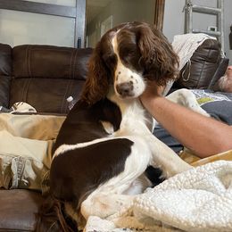 Berk - English Springer Spaniel