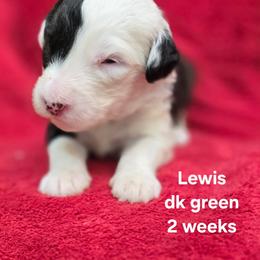 Lewis - Gray and white male Old English Sheepdog puppy in Sutherlin, Oregon from Sapphire Eyes Sheepdogs