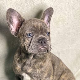 French Bulldogs from Ady's French Bulldogs