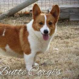 Pembroke Welsh Corgis from Crown Butte Corgi's