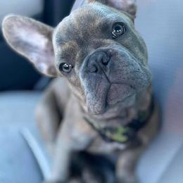 French Bulldogs from 308 Frenchies