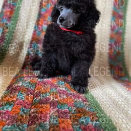Poodle Puppies from Bea Legend Toy and Mini Poodles