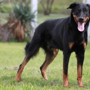 Gilli - Beauceron