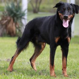 Gilli - Beauceron
