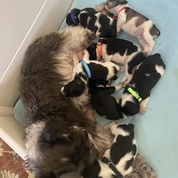 Miniature Schnauzer puppies from Lovey Mini Schnauzers