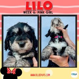 Lilo (Pink) - female Golden Mountain Doodle puppy in Boiling Springs, South Carolina from OlliePups, LLC