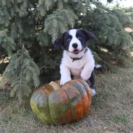 Mr Black - Brindle and white male Cardigan Welsh Corgi puppy in Livermore, Colorado from Rowe Family