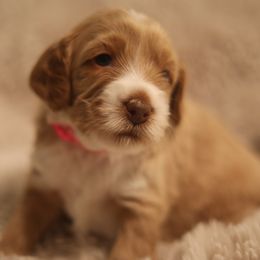 Australian Labradoodle Puppies from Majestic Labradoodles