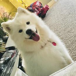 Spice - Samoyed