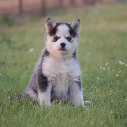Nola - Black and white female Pomsky puppy in Krum, Texas from Paw-Some Pomskies