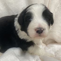 Doc - Black Bearded Collie puppy in Kent, Washington from White Tips Ranch