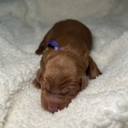 Bobby - Red  male Goldendoodle puppy in Camden, North Carolina from Oopsie Doodles of NC