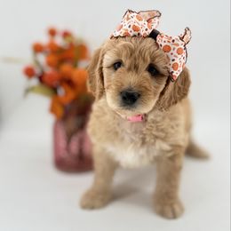 Evelyn - Cream female Goldendoodle puppy in Taylor, Michigan from Mi Best Doodle Ever, LLC