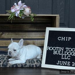 French Bulldog Puppies from Rootin' Tootin' Bulldogs, LLC